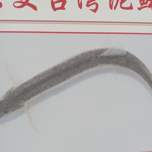 泥鳅苗，泥鳅苗，