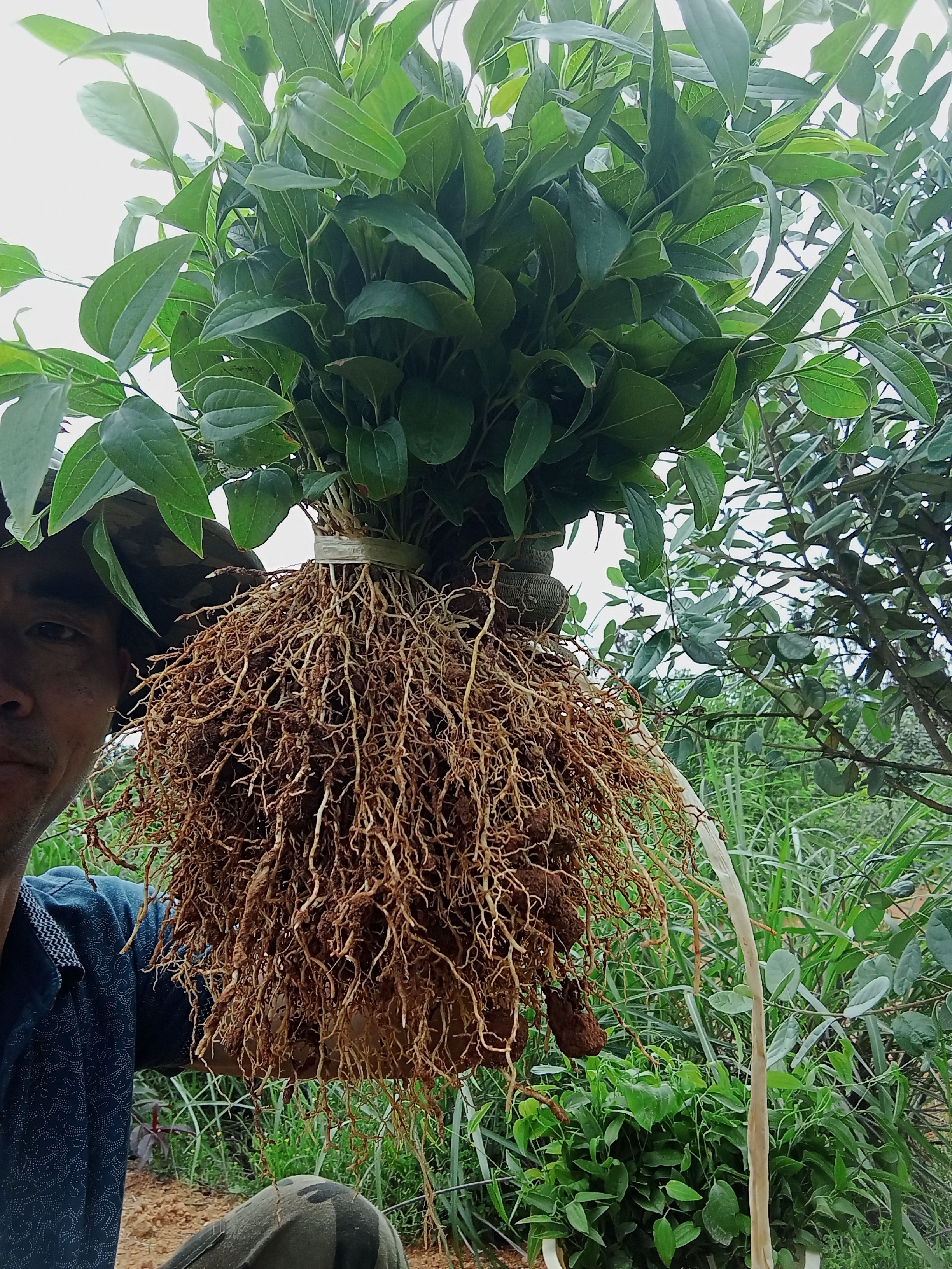 牛尾菜种苗 湖南牛尾菜苗 牛尾蕨苗，龙须发苗