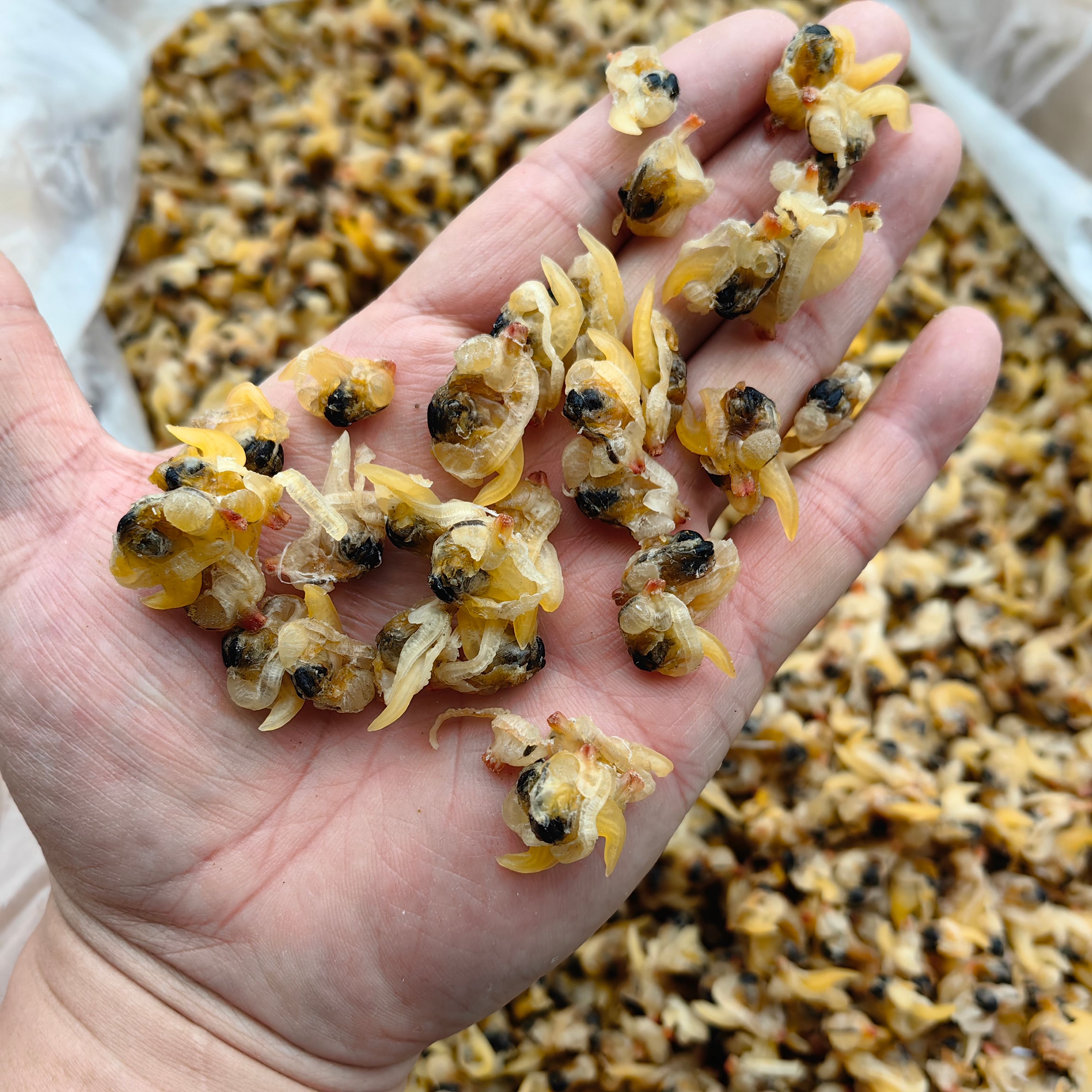 蛤蜊干  花蛤干 蛤蜊肉干 花甲干 純干貨無沙