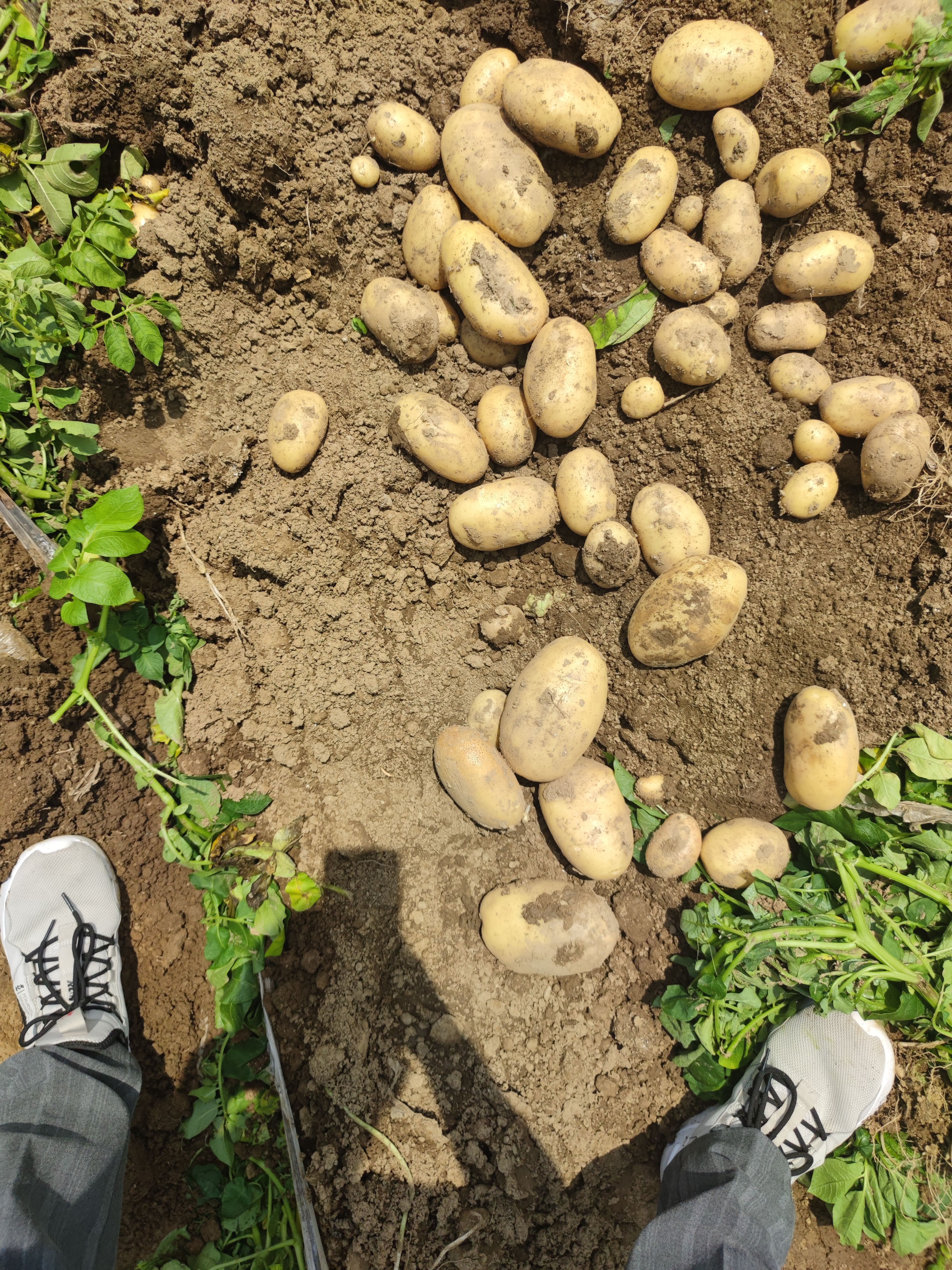沃土，希森沙地黄心大土豆硬3起步品质保证，量大从优欢迎咨询