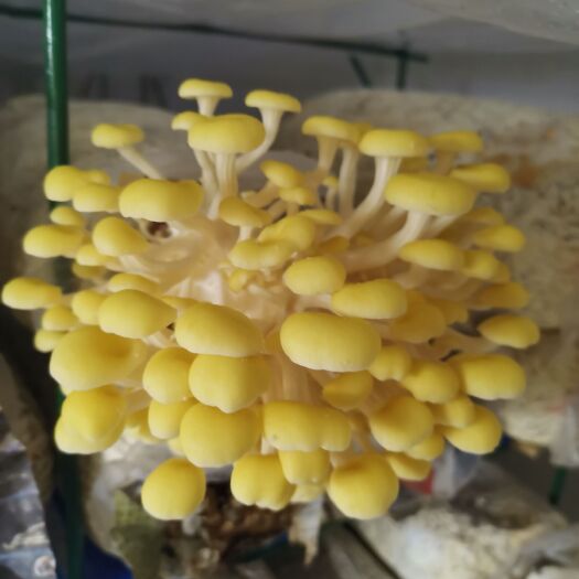四会市黄金菇