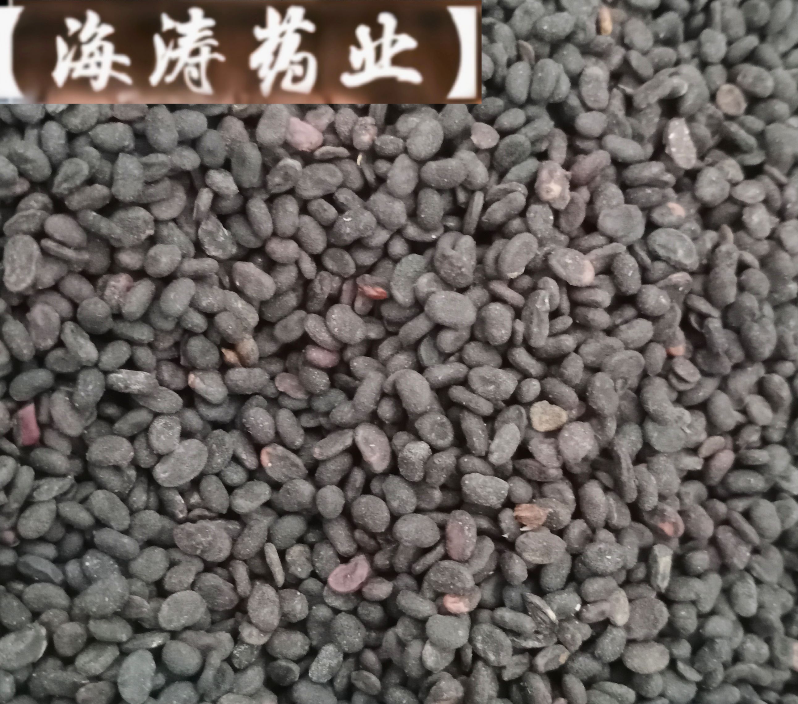 【补骨脂】产地广西实物拍摄一手货源大货供应规格齐全量大优惠。