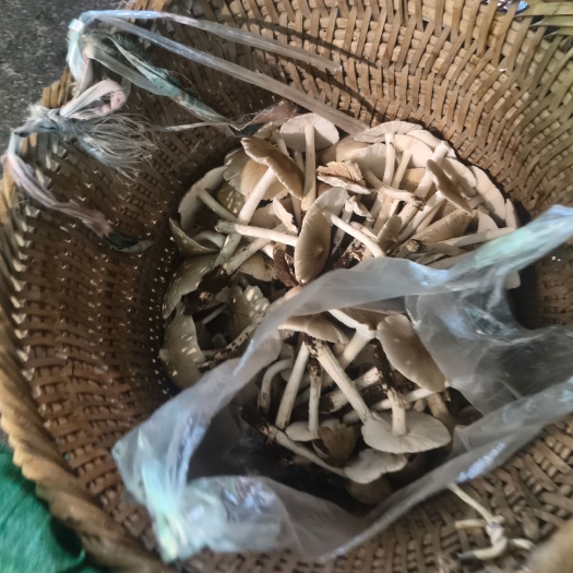 达州新鲜采摘鸡枞菌