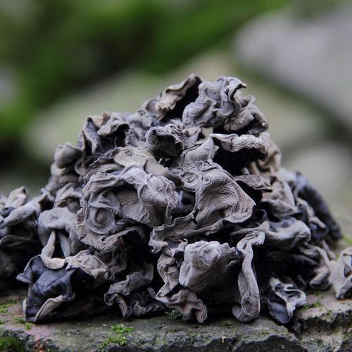 敦化市产地直销东北长白山木耳批发，量大优惠