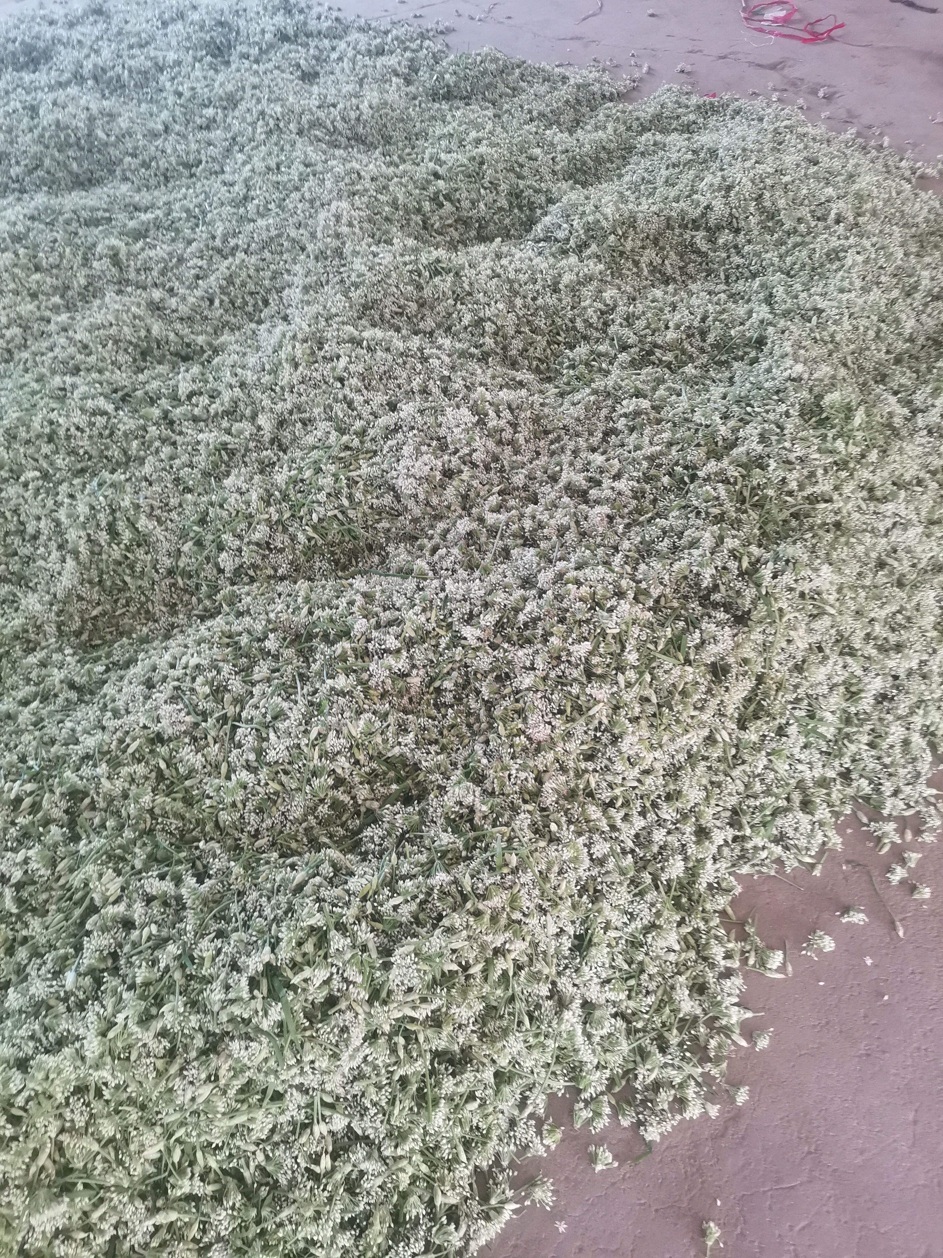 辽宁锦州北镇韭菜花