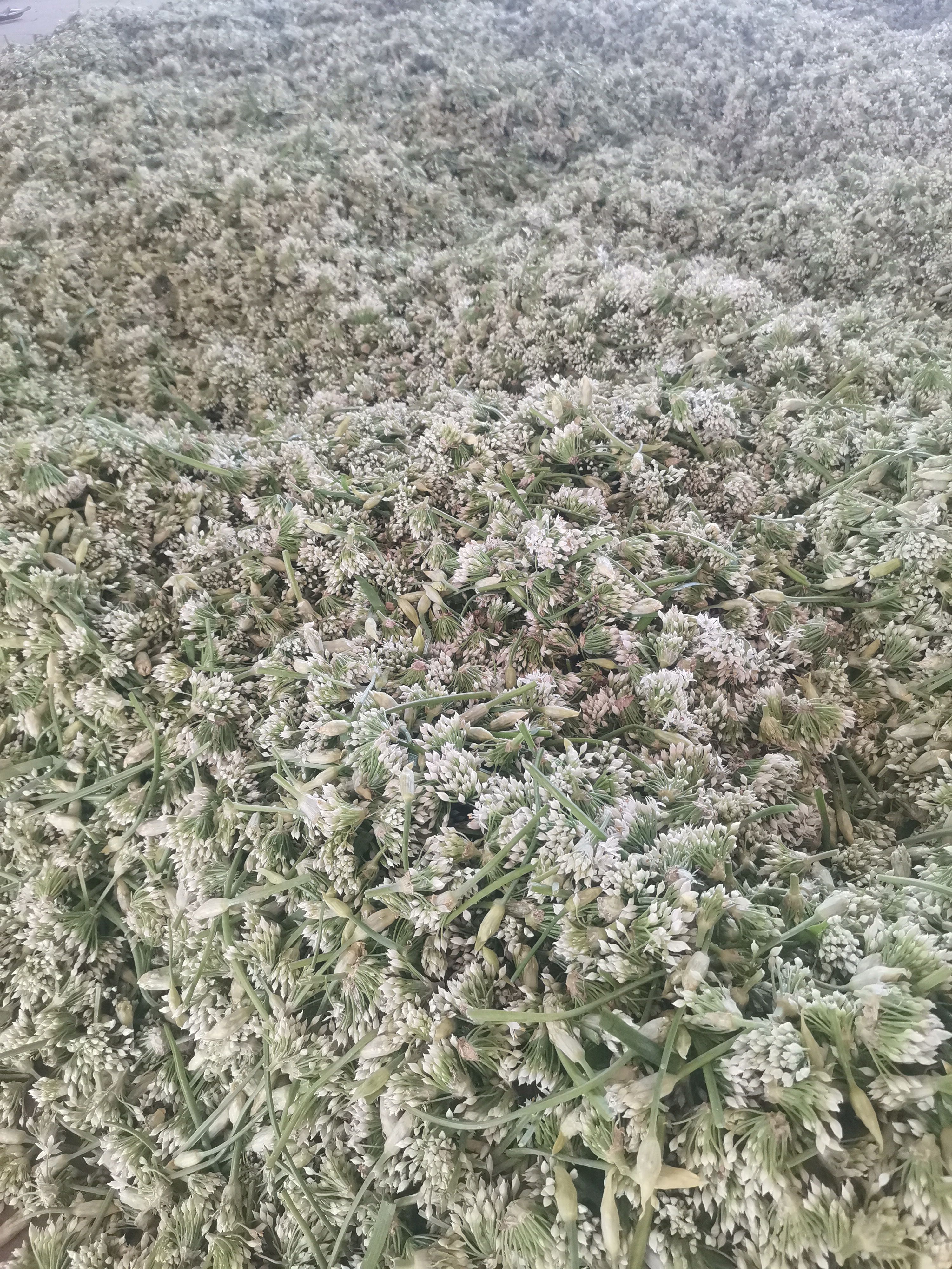 辽宁锦州北镇韭菜花