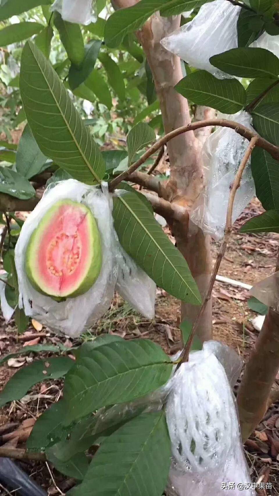 四季番石榴苗 苗围直供 货源充足