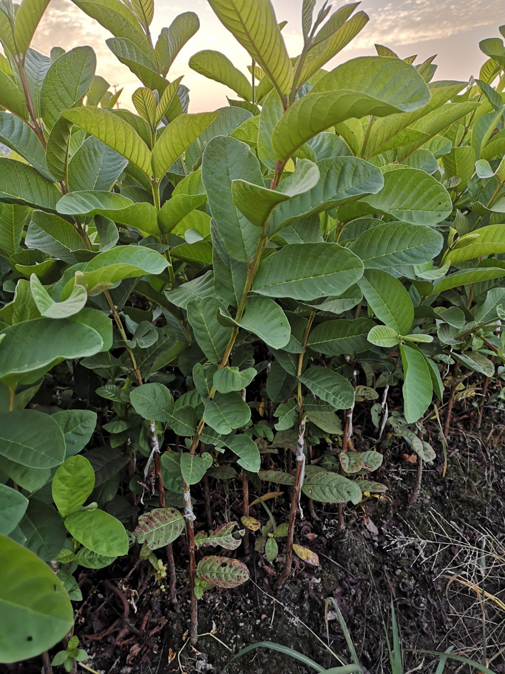 四季番石榴苗 苗围直供 货源充足