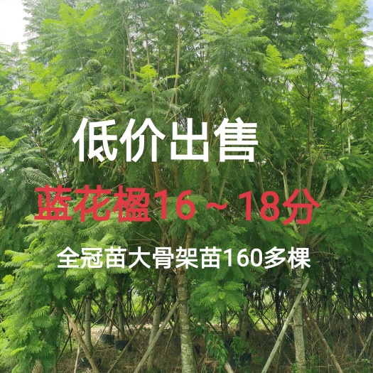 蓝花楹16～18分低价出售中