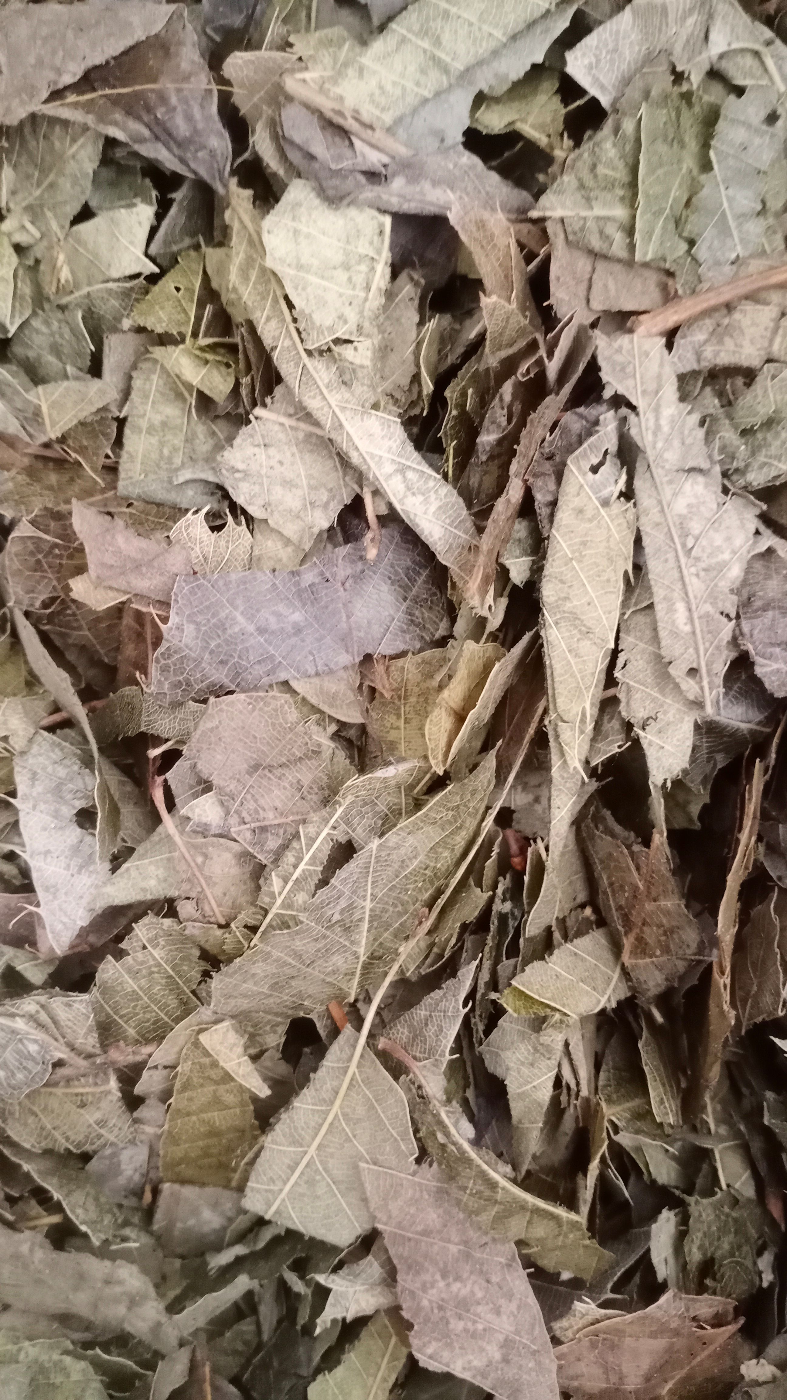 【淫羊藿】阳火叶实物拍摄一手货源大货供应规格齐全量大优惠。