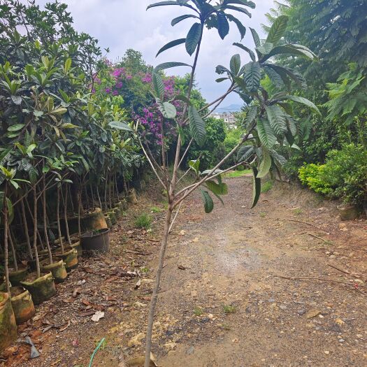 宜良县枇杷树