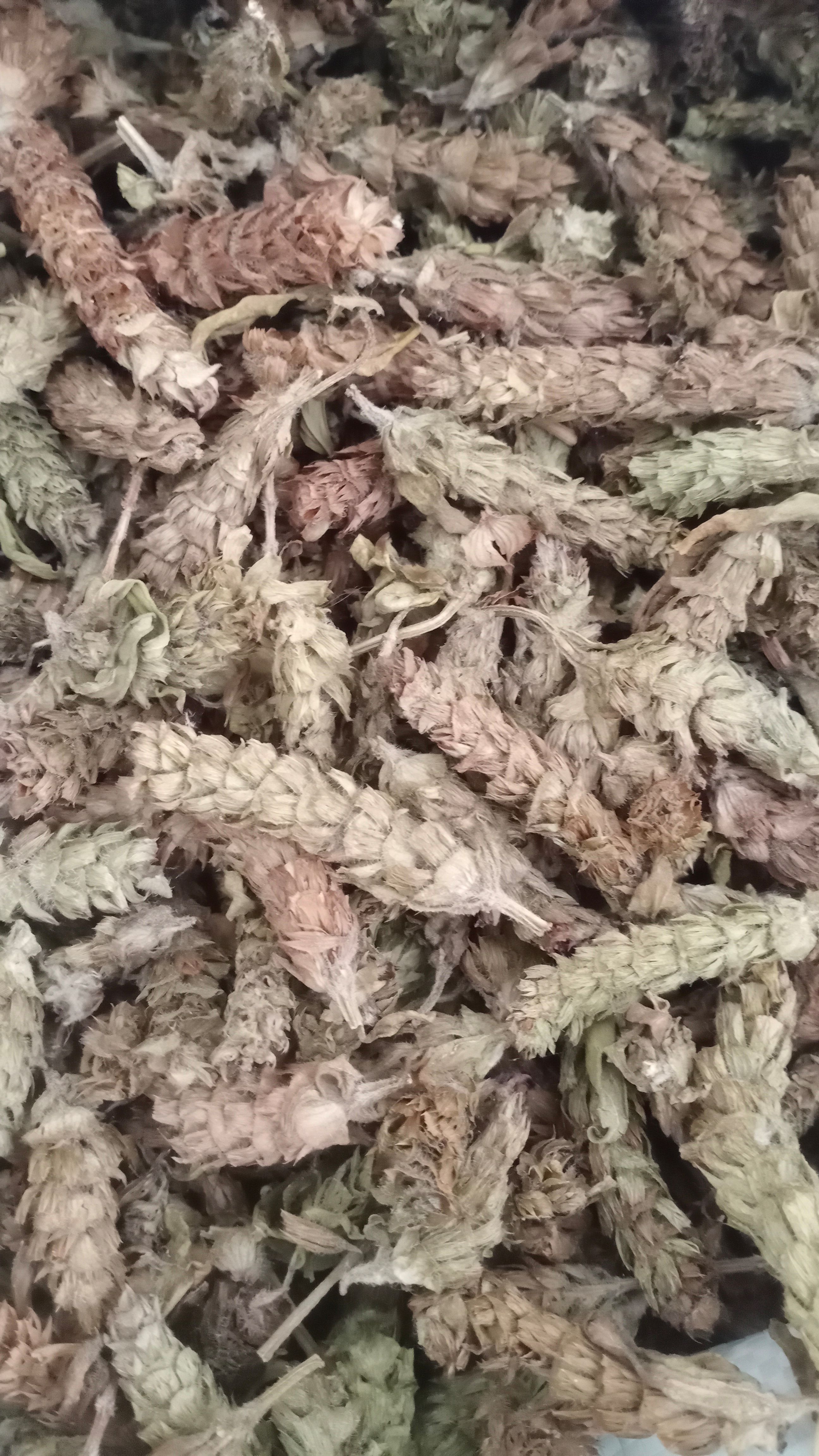 【夏枯球】产地河南实物拍摄一手货源大货供应规格齐全量大优惠。