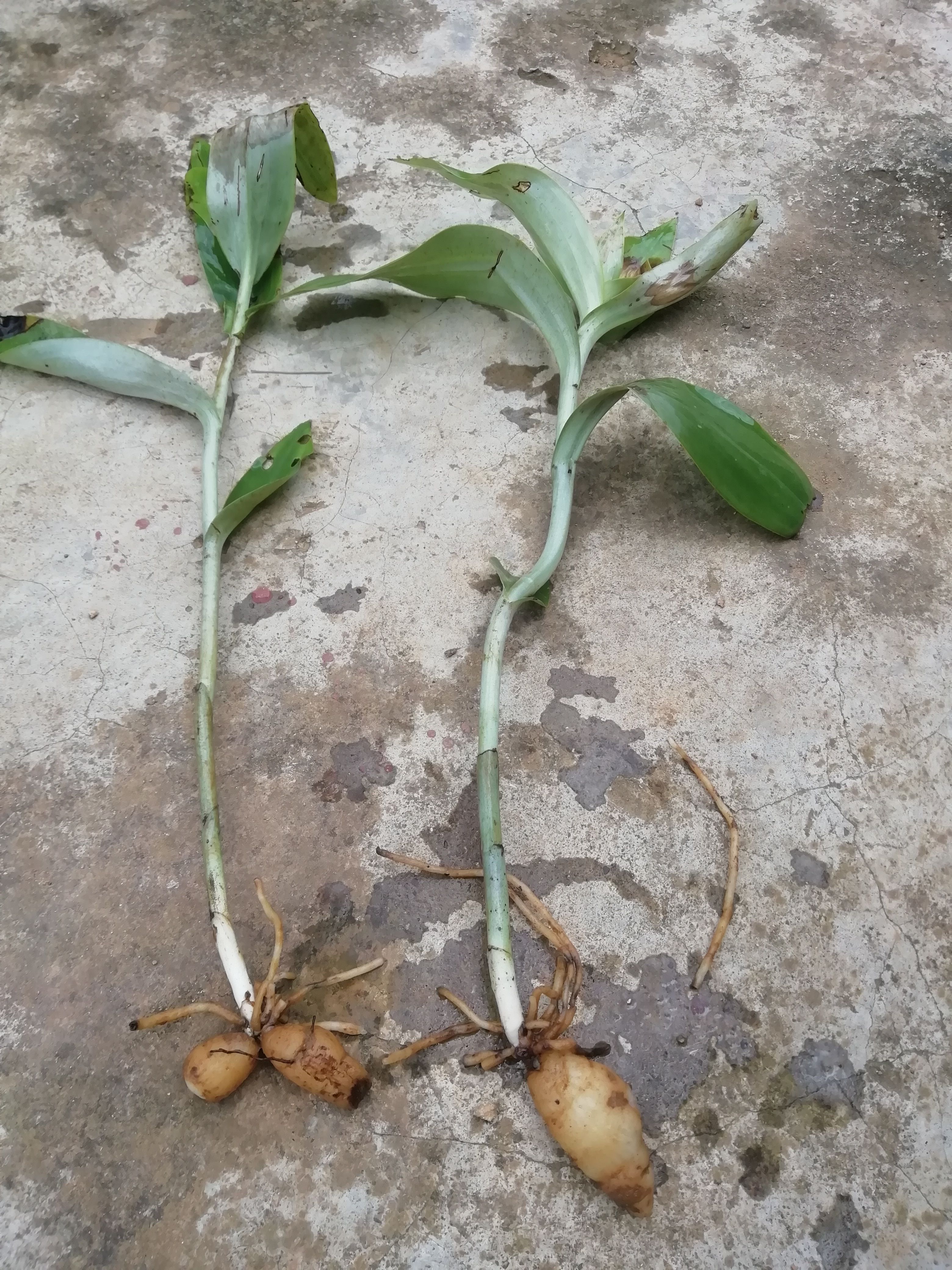 双肾草 专修男人的发动机