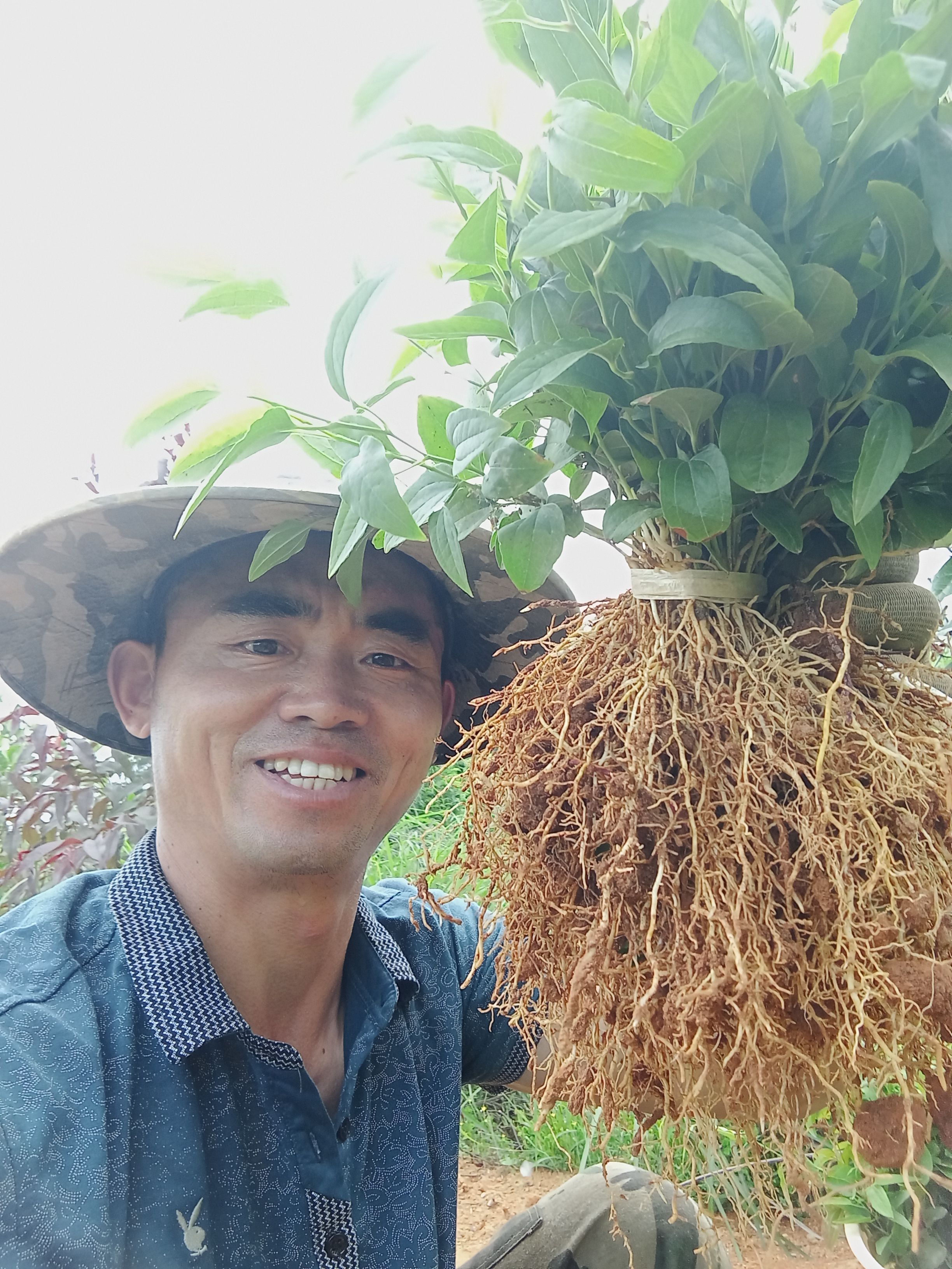 牛尾菜种苗 湖南牛尾菜苗 牛尾蕨苗，龙须发苗
