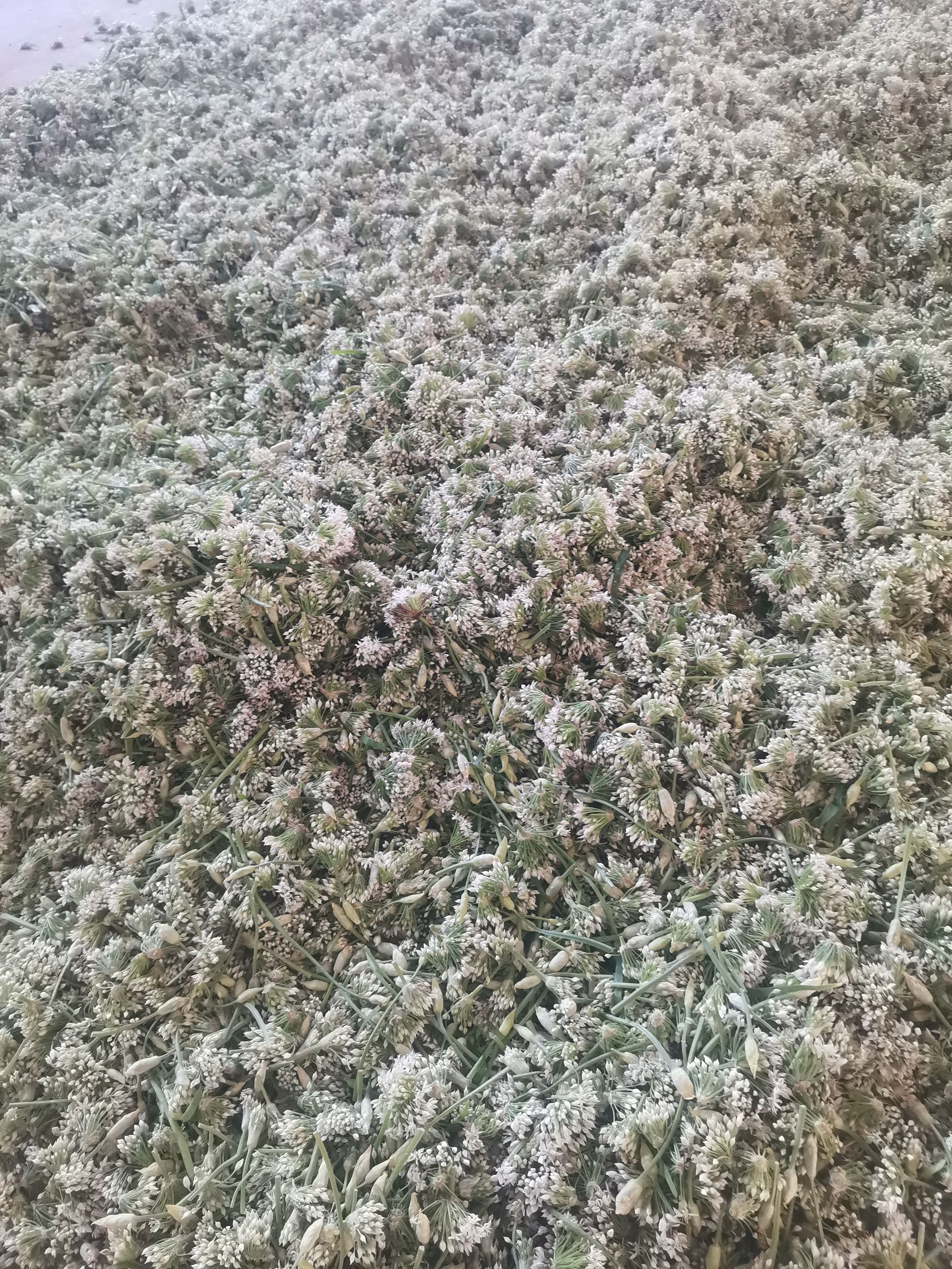 辽宁锦州北镇韭菜花