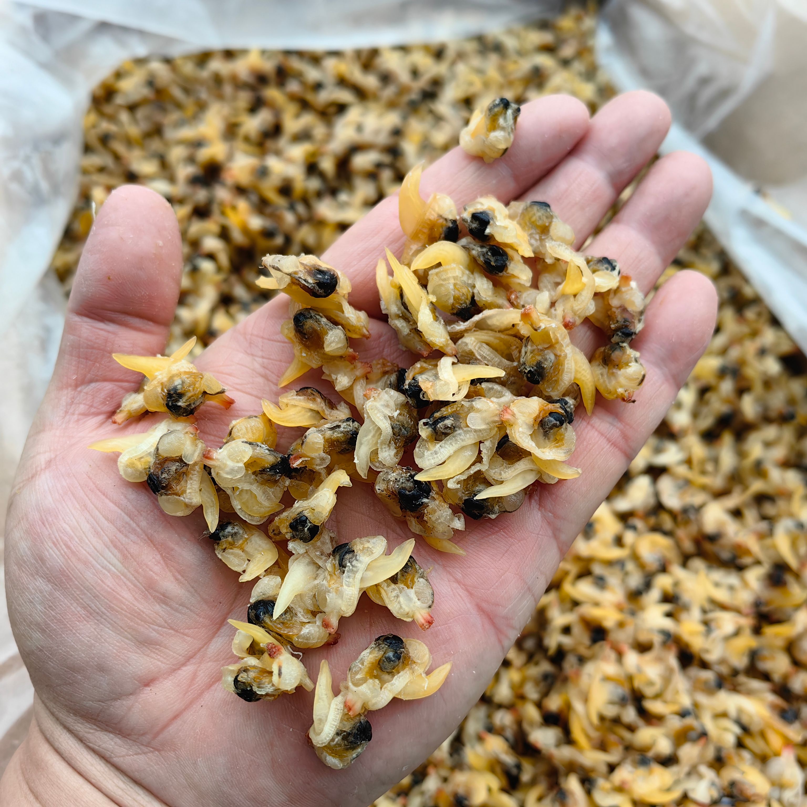 蛤蜊干  花蛤干 蛤蜊肉干 花甲干 純干貨無沙