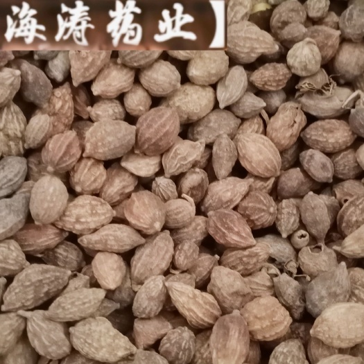 【益智仁】产地海南实物拍摄一手货源大货供应规格齐全量大优惠。