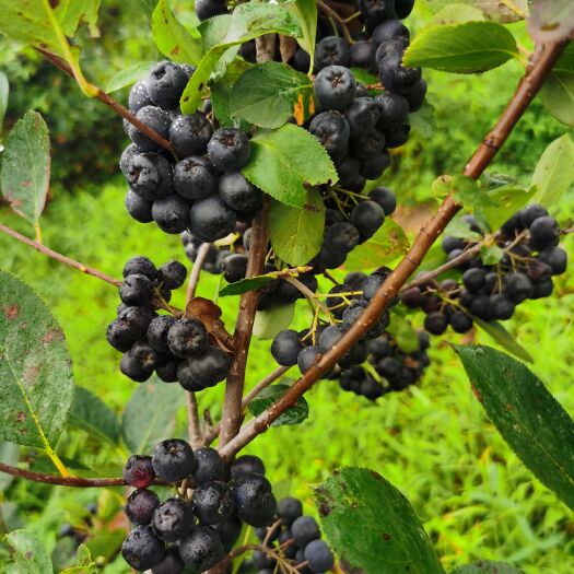 法库县有机不老莓鲜果已成熟，接受预订。