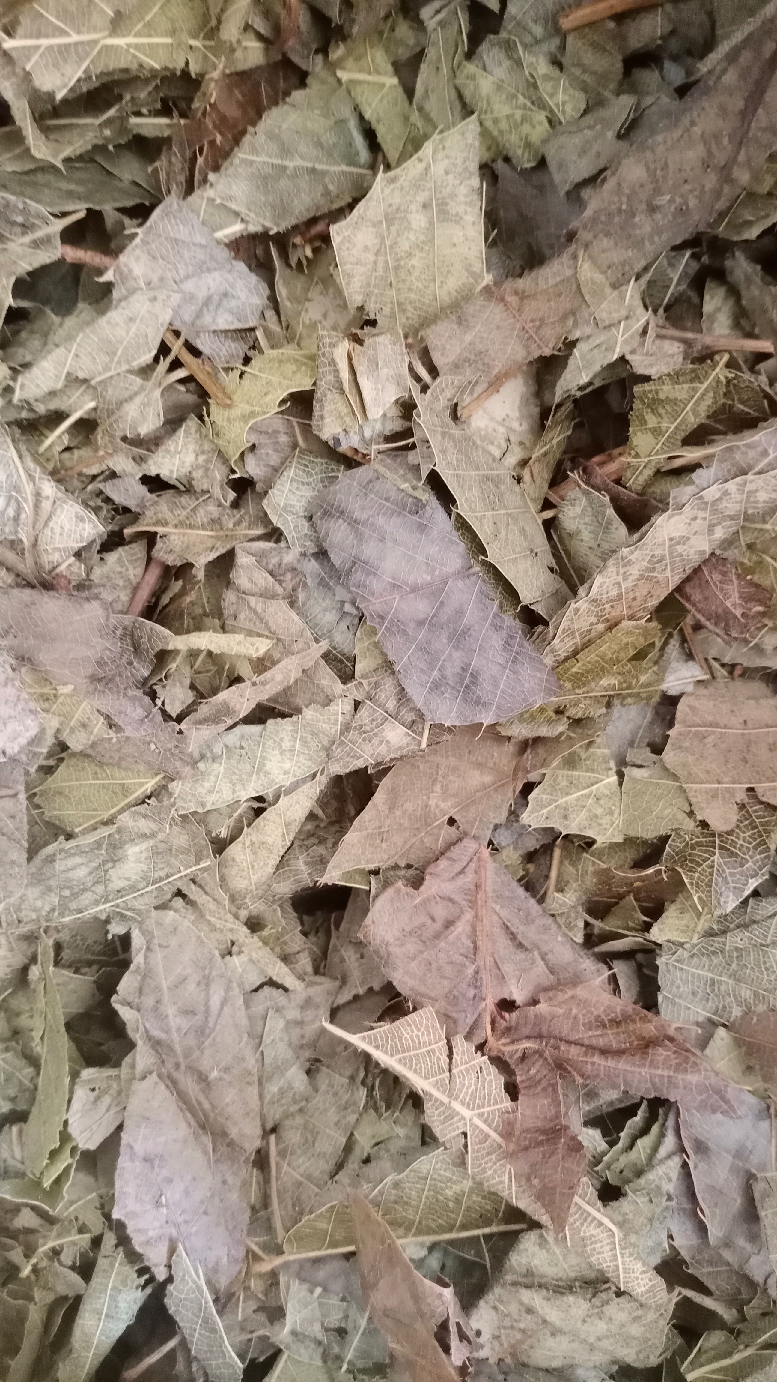 【淫羊藿】阳火叶实物拍摄一手货源大货供应规格齐全量大优惠。