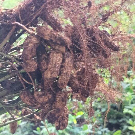 孟连县云南孟连县七彩花生，9月到11月上市，大量出售