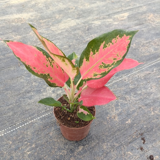 中国红如意万年青粗肋草室内盆栽花卉彩叶绿植园艺美观