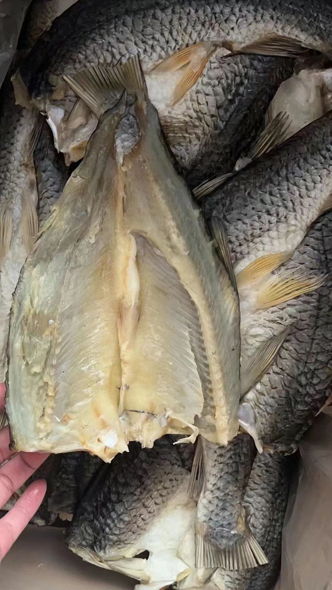农家草鱼片 皖鱼片  开背草鱼片 去头开背去内脏