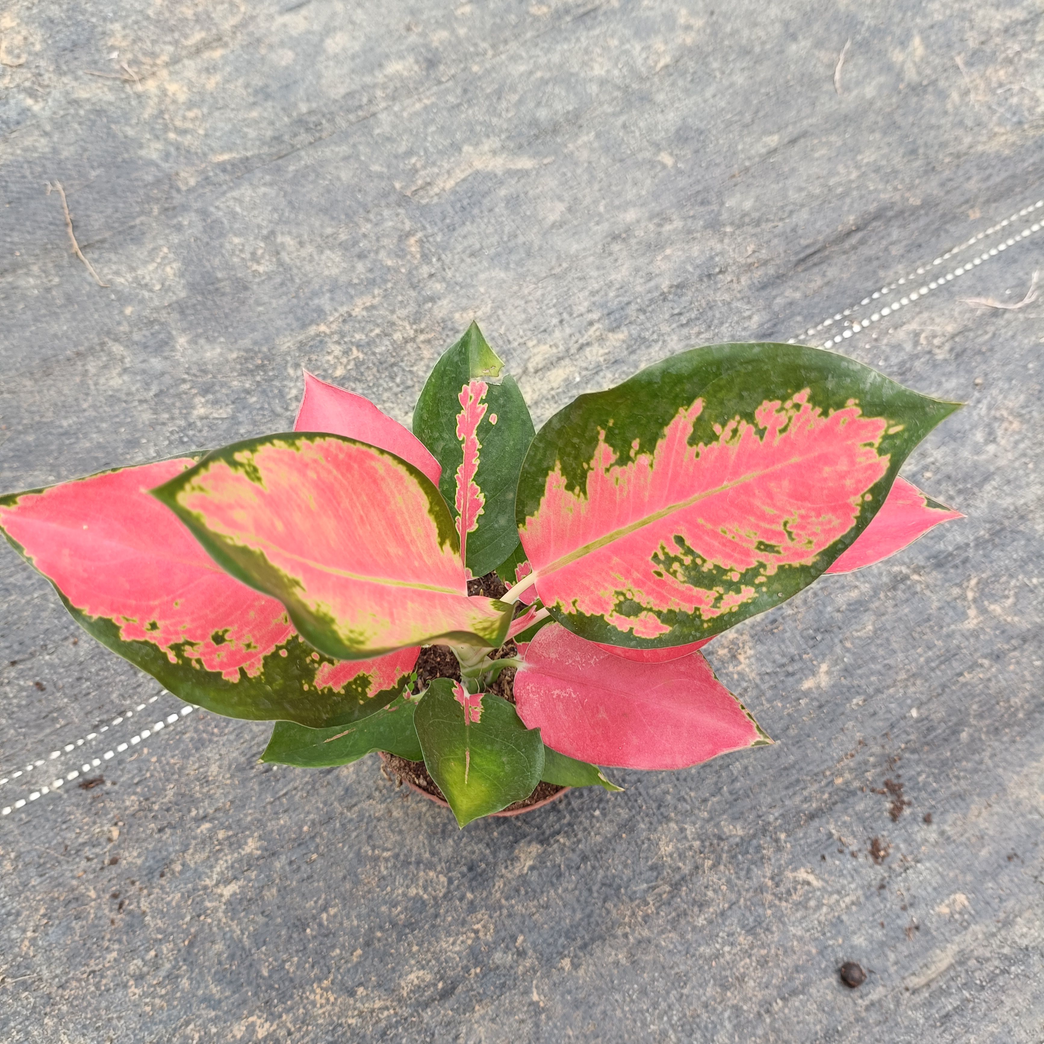 中国红如意万年青粗肋草室内盆栽花卉彩叶绿植园艺美观