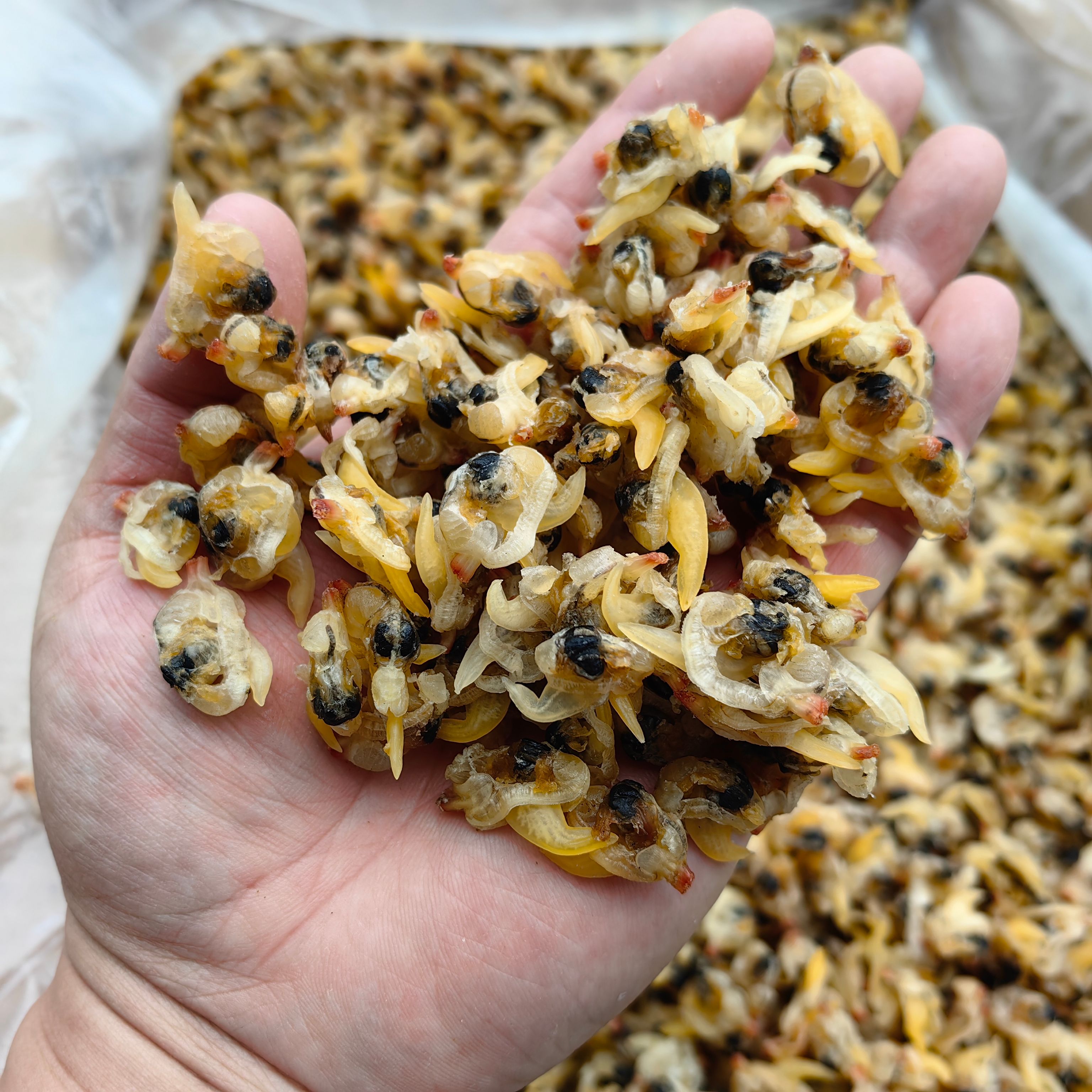 蛤蜊干  花蛤干 蛤蜊肉干 花甲干 純干貨無沙