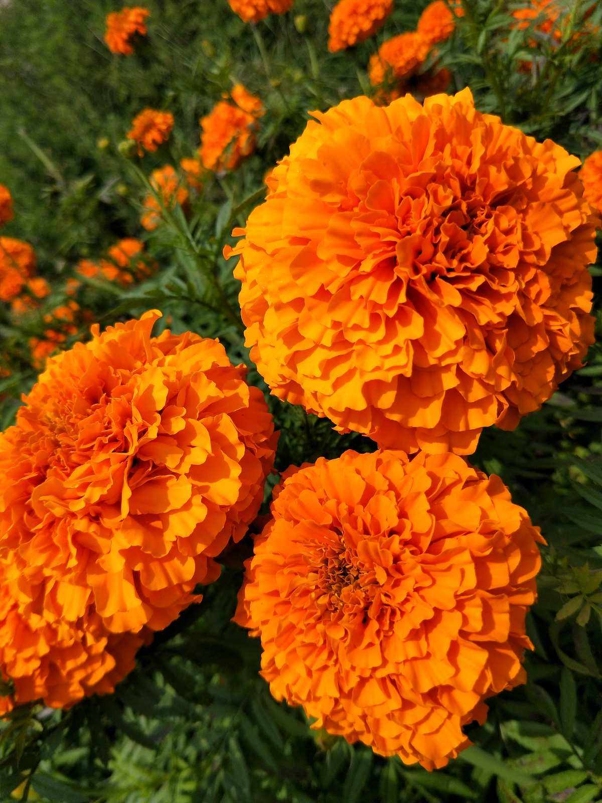万寿菊花