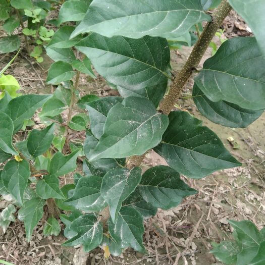沛县无刺柘树苗 2年结果
