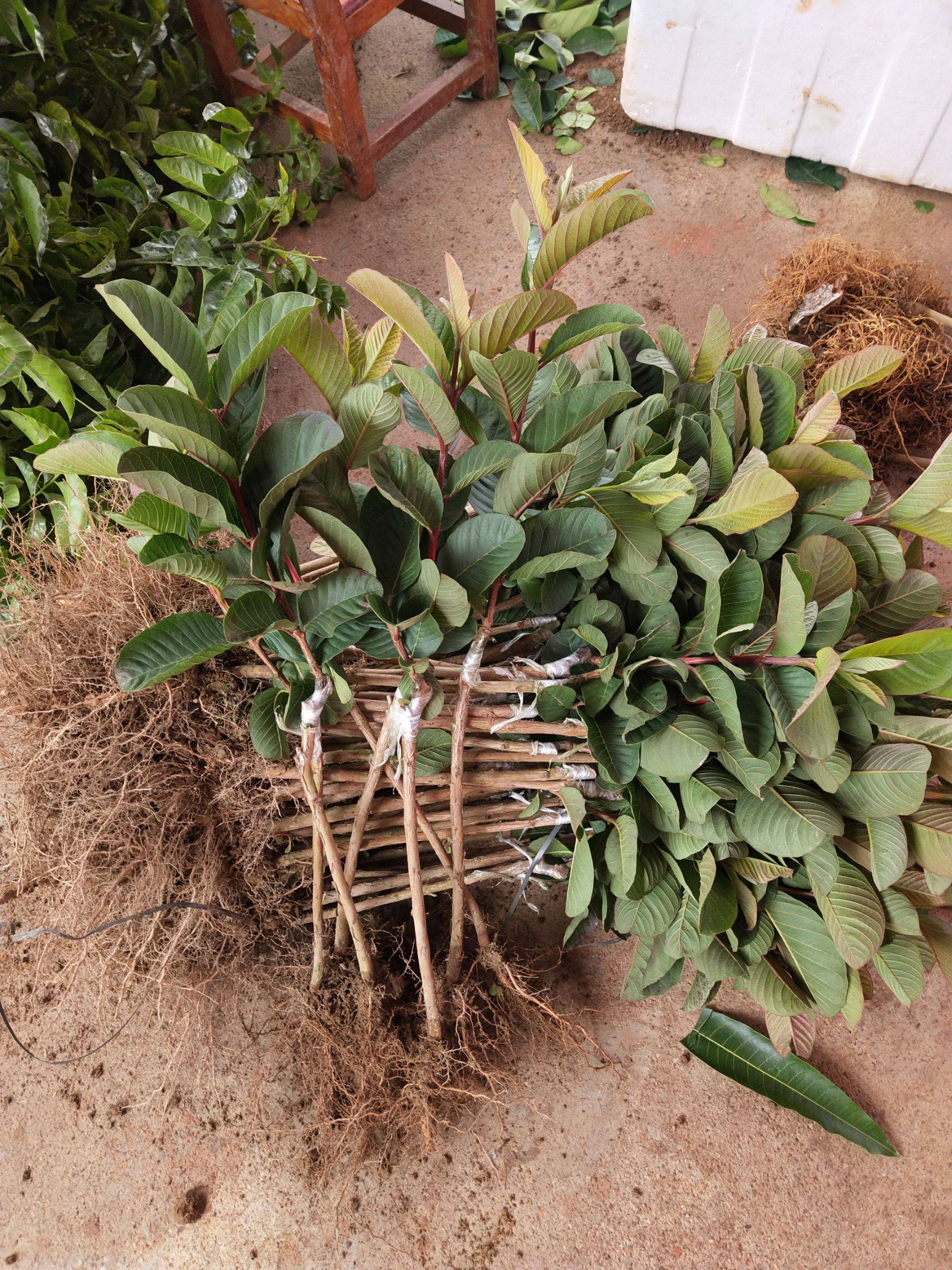 四季番石榴苗 苗围直供 货源充足