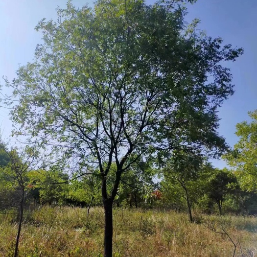 黄连木20公分，黄连木产地，黄连木价格，大量出售各种规格货源