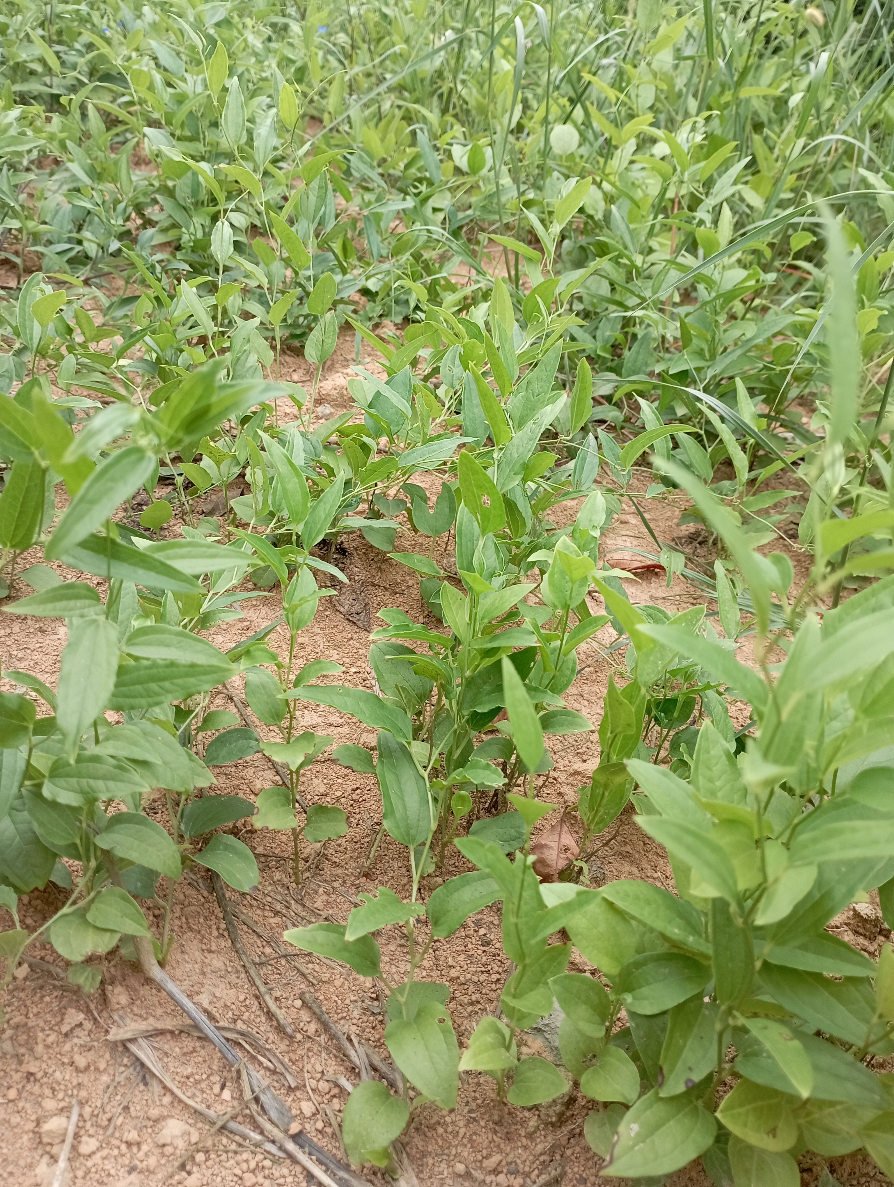 牛尾菜种苗 湖南牛尾菜苗 牛尾蕨苗，龙须发苗