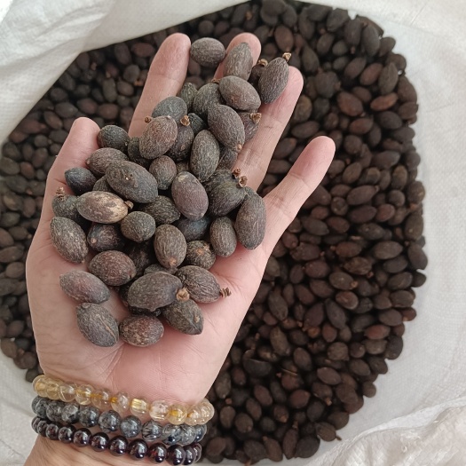 玉林葵扇子现货供应葵树籽葵扇子葵树子蒲葵籽干品蒲葵子