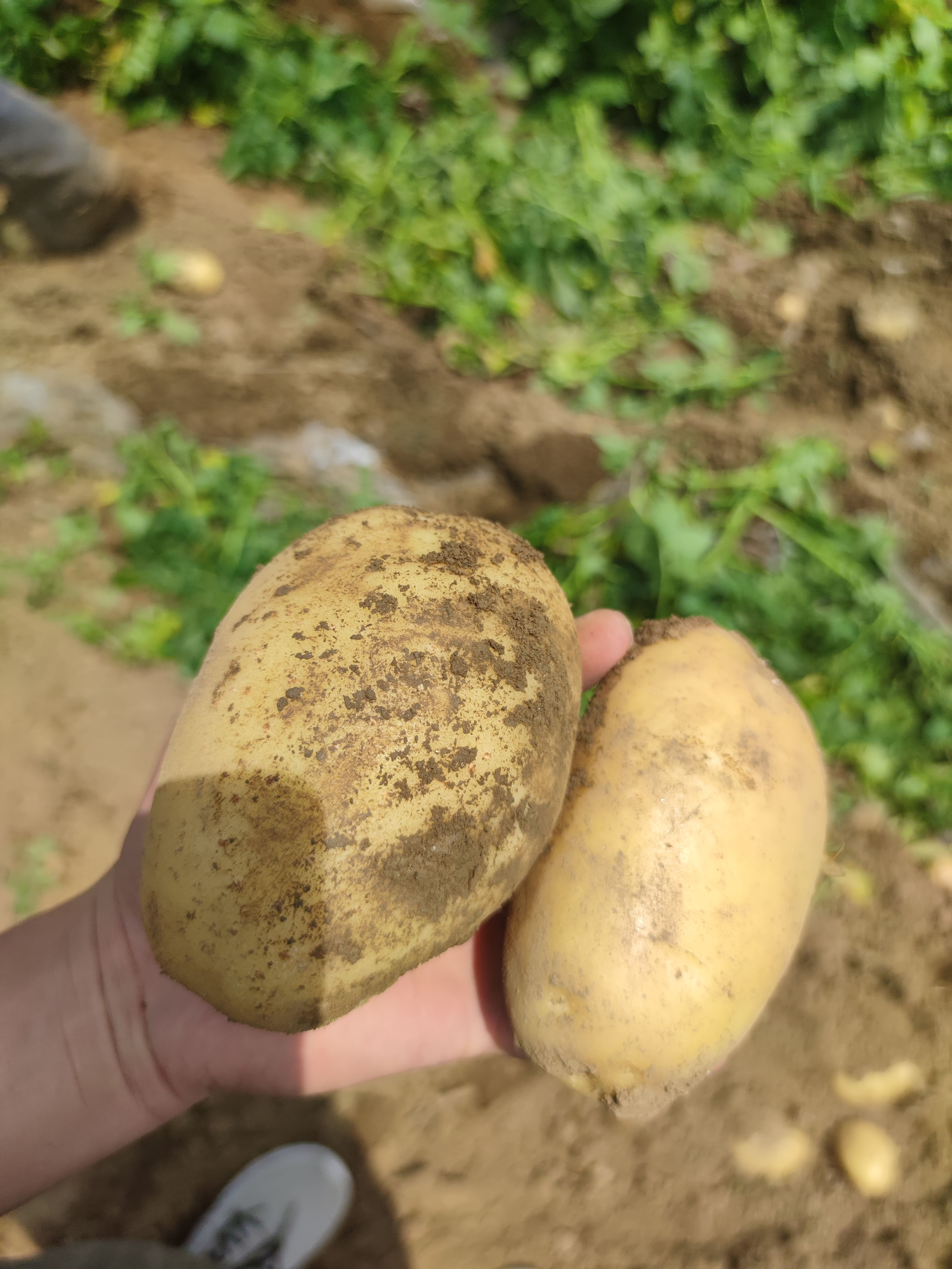 沃土，希森沙地黄心大土豆硬3起步品质保证，量大从优欢迎咨询