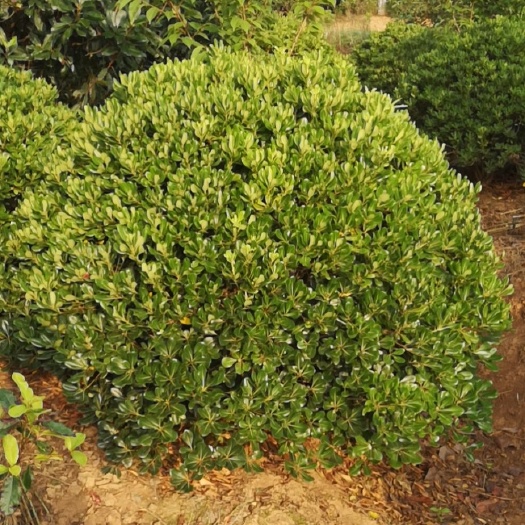 南京海桐价格，大量出售海桐球80-2.5米冠大量出售