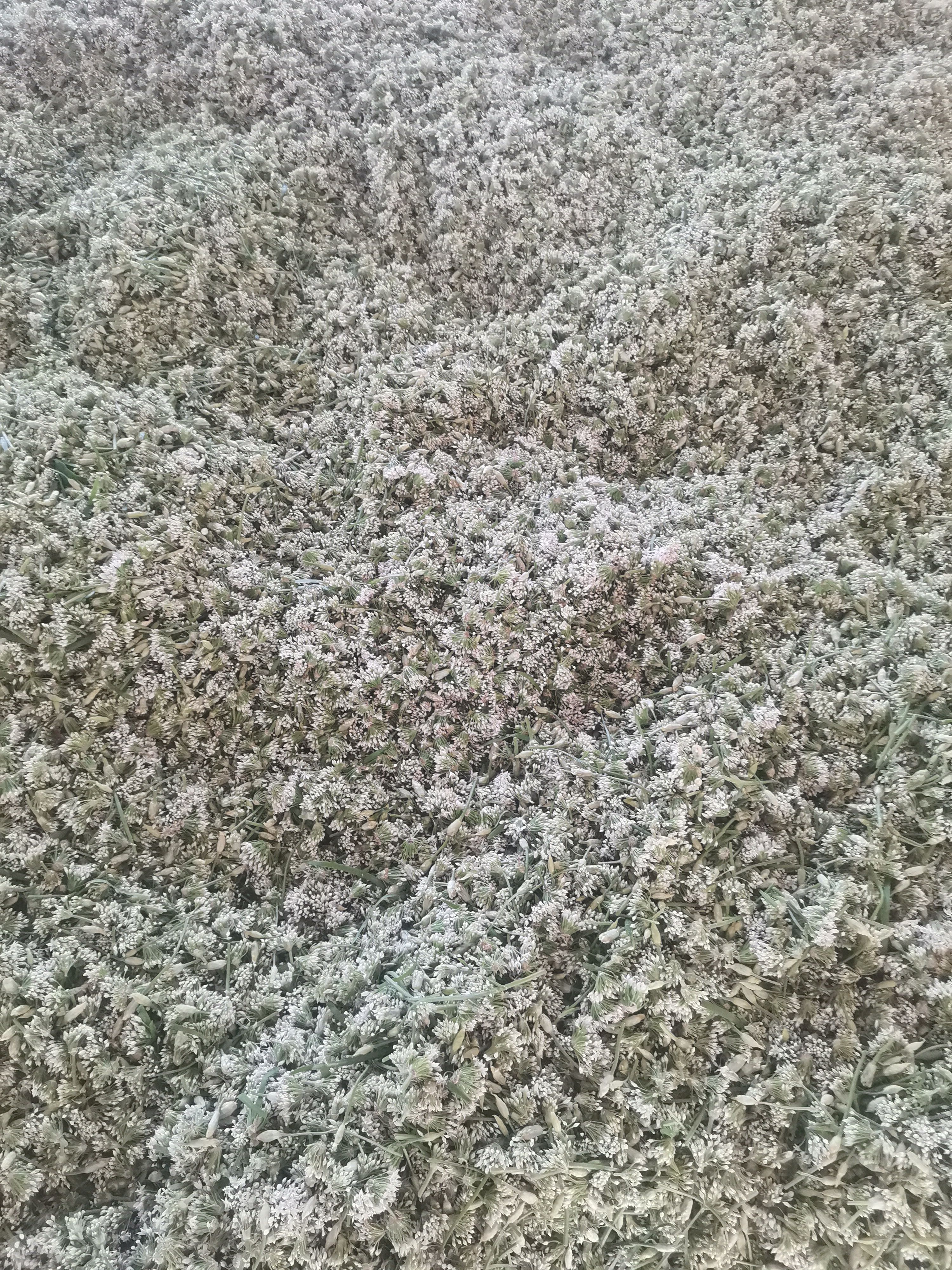 辽宁锦州北镇韭菜花