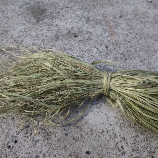 大竹县手工打剥苎麻，无麻头。