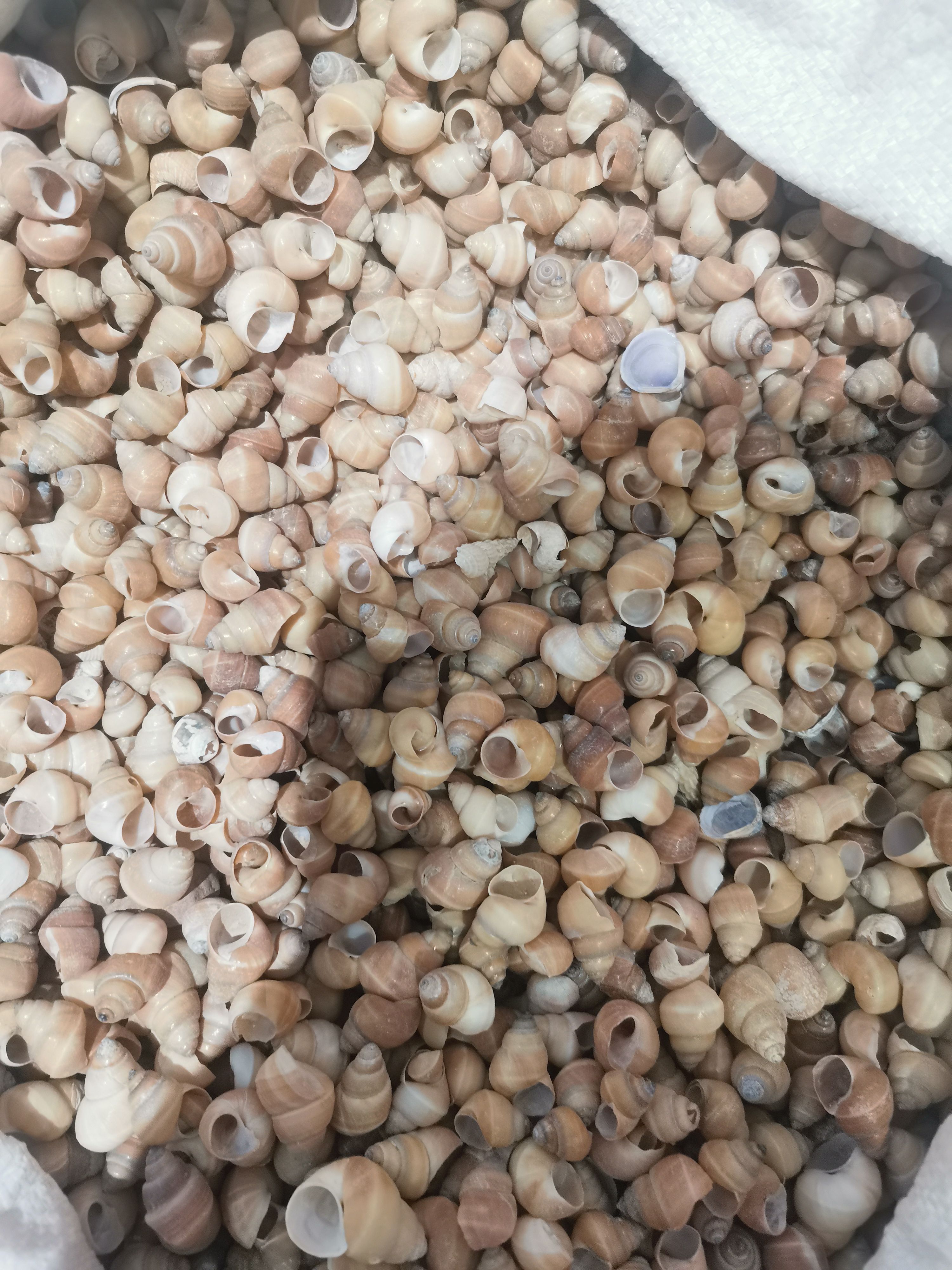 白螺蛳壳 中药材 白螺丝 白螺狮 白螺蛳 白螺獅【假一赔十】