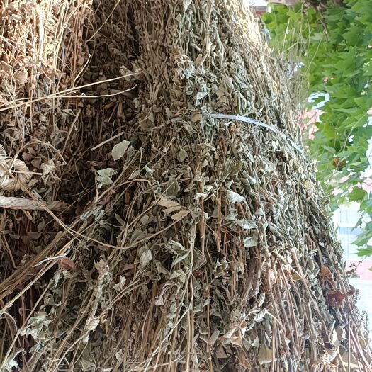 商城县仙鹤草