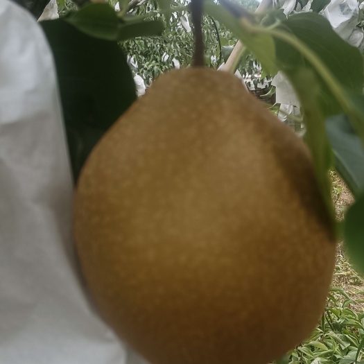 雪梨，皇冠梨，翠冠梨，李子，红心猕猴桃等苍溪特色水果