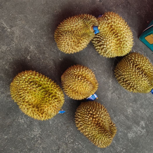 嘉兴泰国金枕榴莲