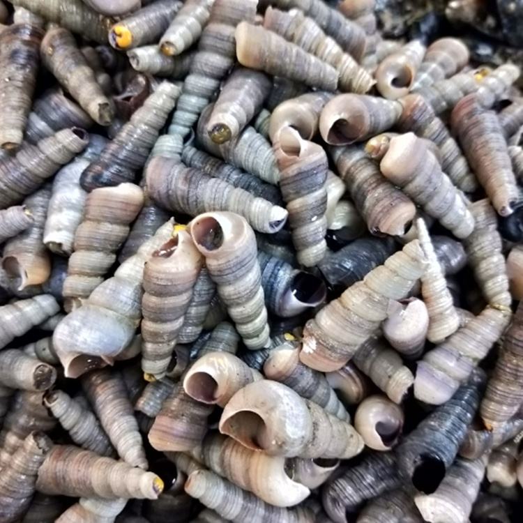 新鲜海钉螺，质量保证