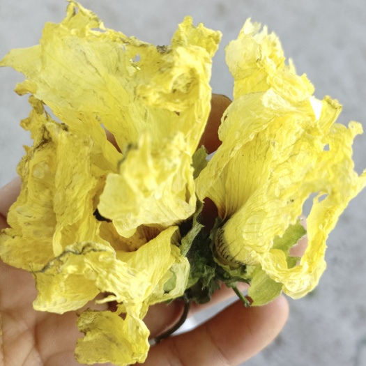 息烽县2023新货黄蜀葵花