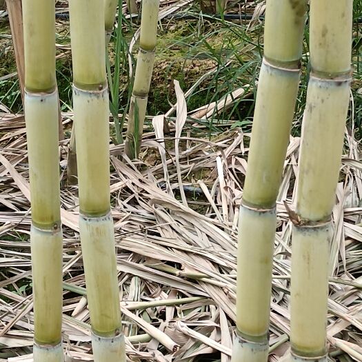 景谷县黄金甘蔗，一手货源，产地直供，自家种植，物美价廉，直供无代办