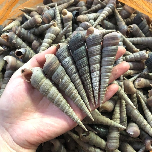 连云港新鲜海钉螺，质量保证
