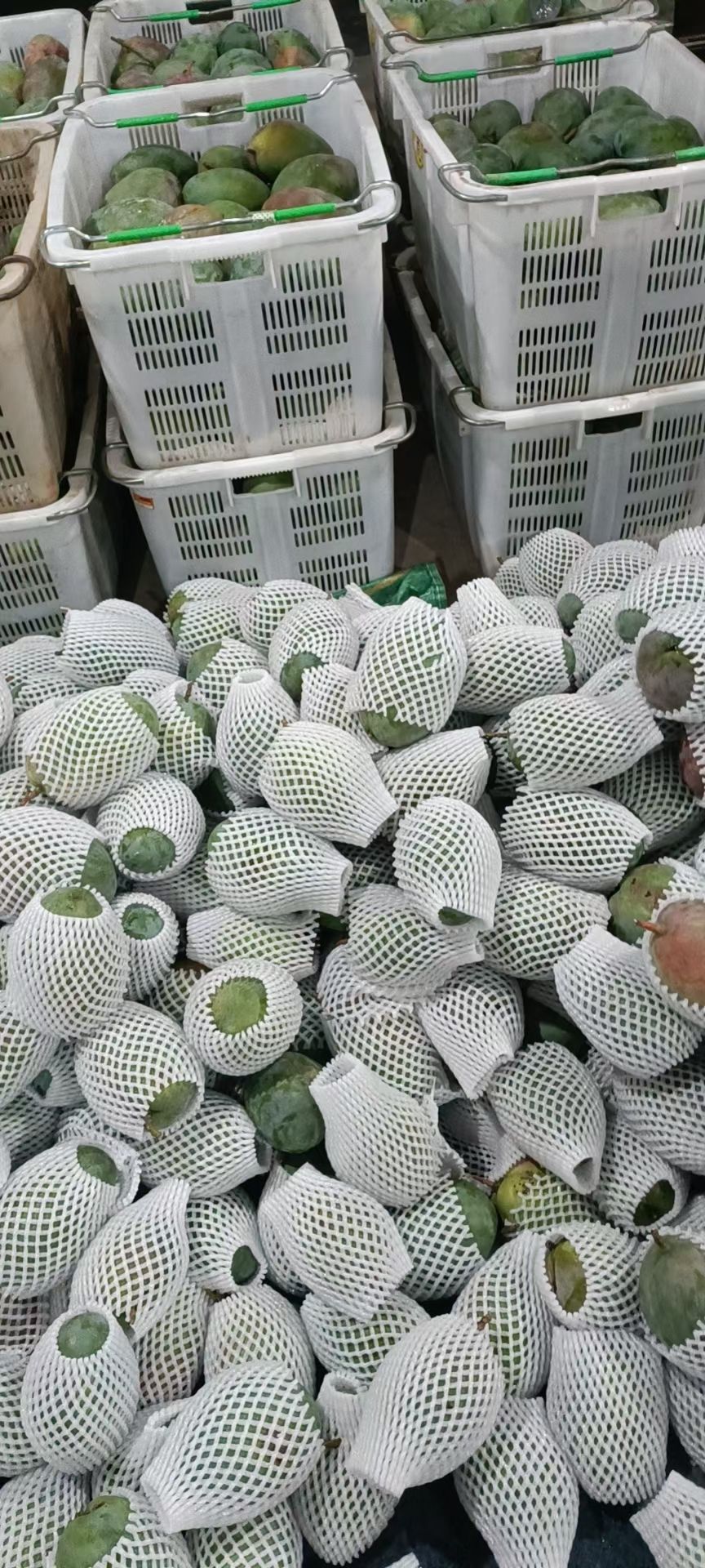 攀枝花凯特芒产地直发，可批发，可零售，运费自理欢迎合作