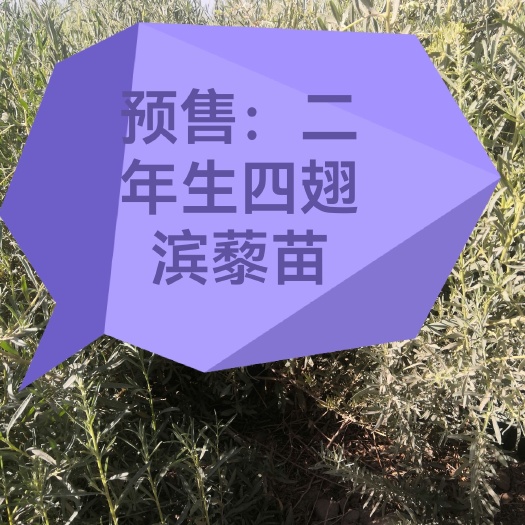 民勤县四翅滨藜苗