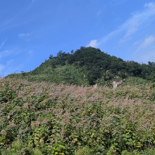舒城县博落回