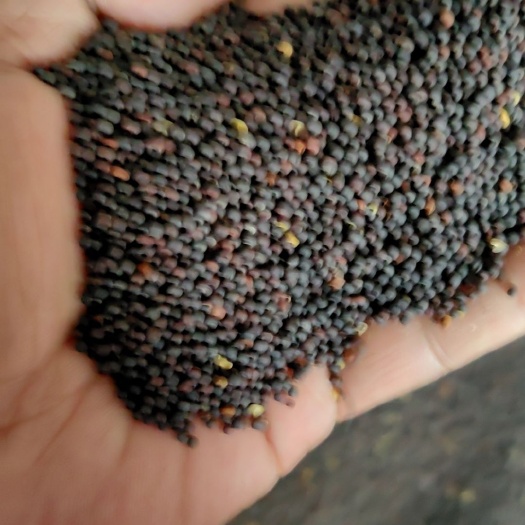 满洲里市顶级油色油菜籽货在重庆市，在重庆和媳妇团聚，货好干净，含49